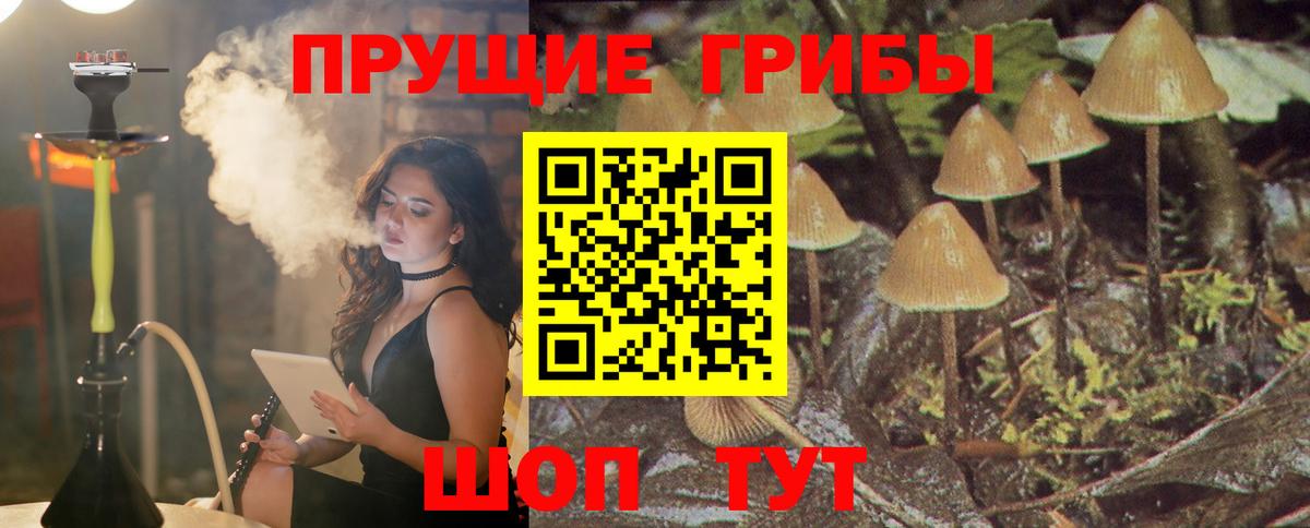 Галлюциногенные грибы Psilocybine cubensis Шали